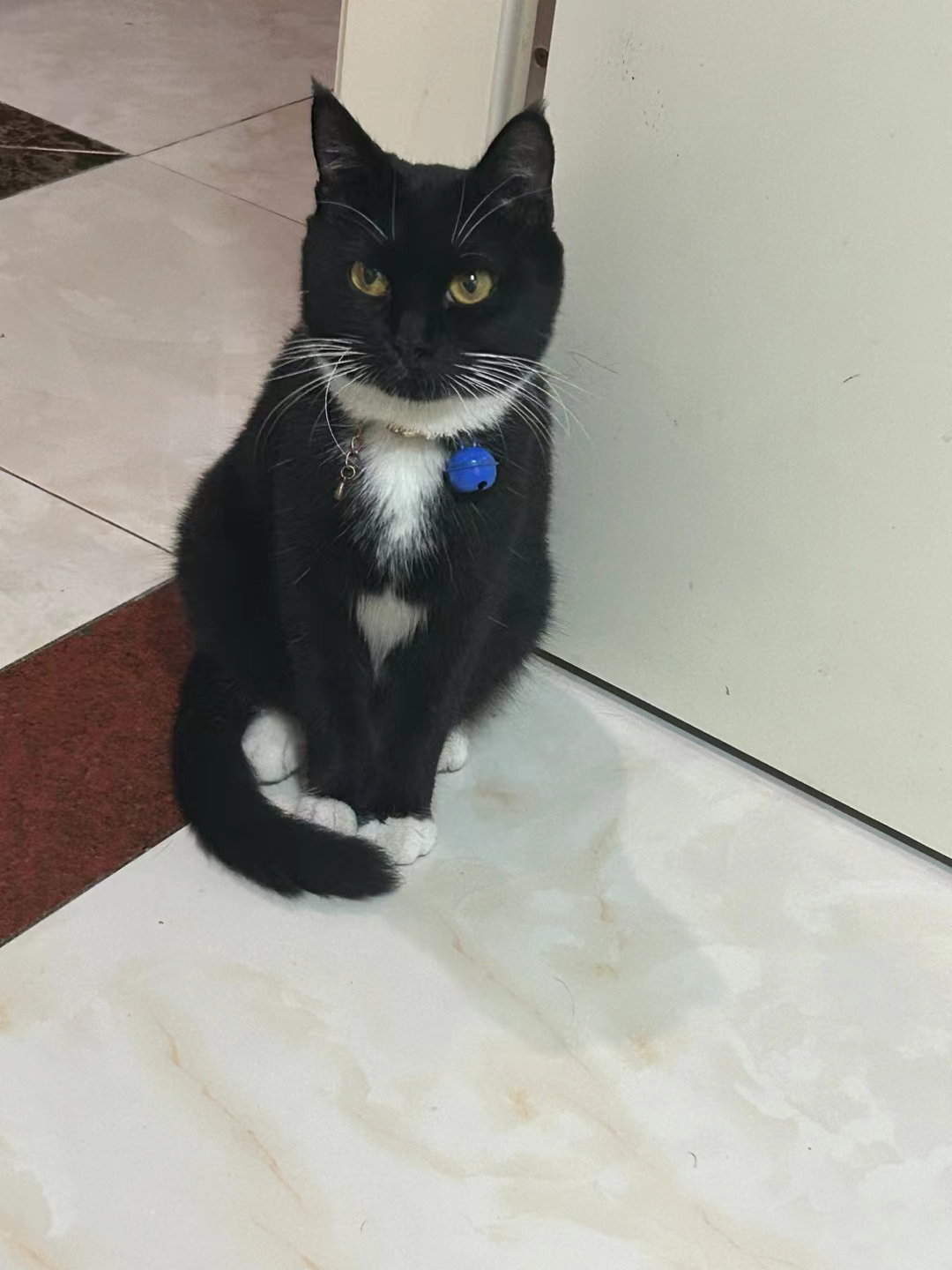 奶油猫现在会吃猫粮用猫砂喜欢的私我价格可谈给她找个喜欢的主人。